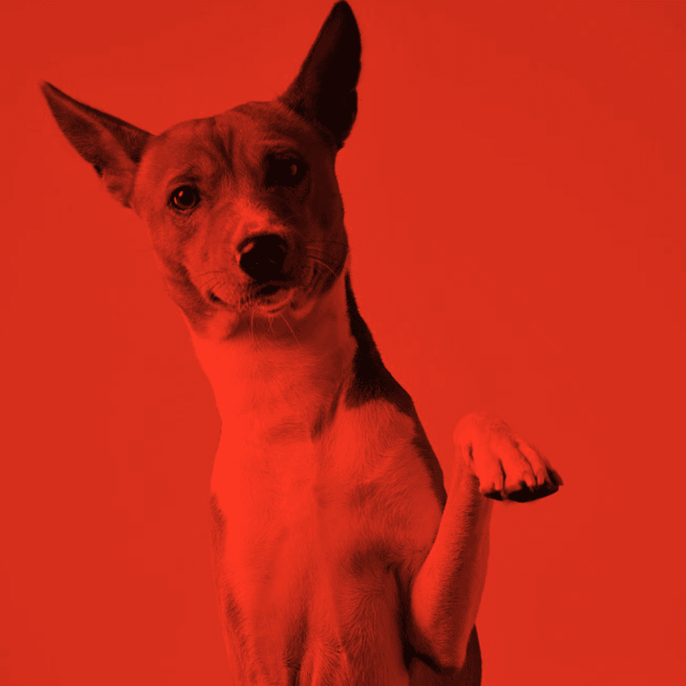 Image of the Townie Digital dog mascot
