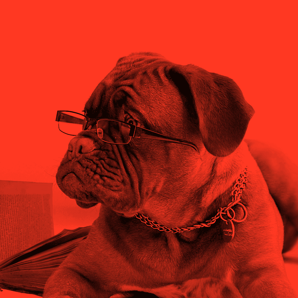 Image of the Townie Digital dog mascot